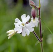 Vedi le foto di Flora del Veneto