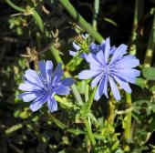 Vedi le foto di Flora del Veneto